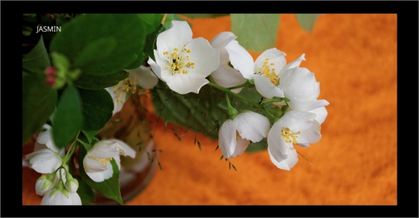 Parfum d'ambiance au jasmin et à la menthe - Menthe fraîche - Lorenza-difilippo.fr