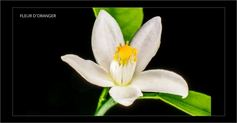 Parfum d'intérieur à la fleur d'oranger - Douceur Hawaïenne - Lorenza-difilippo.fr