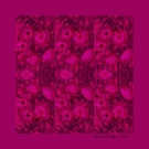 Carré de soie Maui 100 % soie, motif floral rose et pourpre