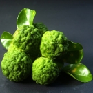 Bergamote fraîche, note de tête du parfum d’ambiance Le Bel Indifférent