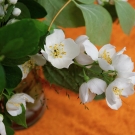 Fleurs de jasmin blanches, note de cœur du parfum d’intérieur Le Bel Indifférent