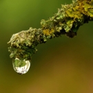 Lichen et mousse, notes boisées du parfum d’intérieur Le Bel Indifférent