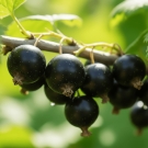 Cassis noir, note de tête fruitée du parfum d’ambiance Plaisir des Sens