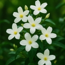 Fleurs de jasmin blanc, note de cœur du parfum d’intérieur Plaisir des Sens