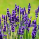 Fleurs de lavande, note de cœur aromatique du parfum d’ambiance Plaisir des Sens