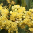 Fleurs jaunes de litsea cubeba, note de tête fraîche du parfum d’ambiance Plaisir des Sens