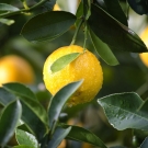 Citron jaune vif, note de tête fraîche du parfum d’ambiance L’Ensorceleuse