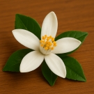 Fleur d’oranger blanche, note de cœur du parfum d’ambiance L’Ensorceleuse