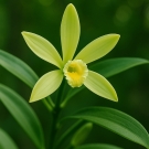 Fleur de vanille, note de fond du parfum d’intérieur L’Ensorceleuse
