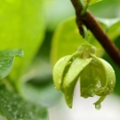 Fleur d’ylang-ylang, note de cœur exotique du parfum d’ambiance L’Ensorceleuse