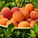 Abricots frais et juteux, note fruitée lumineuse en tête du parfum d’ambiance Nirvana aux accords thé