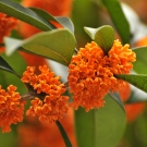 Fleurs d’osmanthus orangées, note florale fruitée du parfum d’ambiance Nirvana aux accords thé