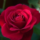 Rose rouge, note florale du parfum d’ambiance Nirvana aux accords thé