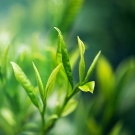 Feuilles de thé vert fraîches, note végétale lumineuse en tête du parfum d’ambiance Nirvana aux accords thé