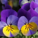 Fleur de violette, note florale du parfum d’ambiance Nirvana aux accords thé