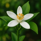 Fleur d’oranger blanche, note de cœur du parfum d’ambiance Douceur Hawaïenne