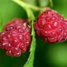 Framboise rouge juteuse, note de fond fruitée du parfum d’ambiance Douceur Hawaïenne