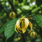 Fleur d’ylang-ylang jaune, note de tête exotique du parfum d’ambiance Douceur Hawaïenne