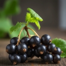 Baies de cassis noires, note de tête fruitée du parfum d’ambiance La Flamboyante