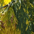 Branches de cèdre, note de fond boisée du parfum d’intérieur La Flamboyante