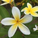 Fleur de tiaré blanche, note de cœur exotique du parfum d’intérieur La Flamboyante