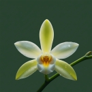 Fleur de vanille jaune pâle, note de fond suave du parfum d’ambiance La Flamboyante