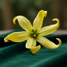 Fleur d’ylang-ylang jaune, note de cœur exotique du parfum d’ambiance La Flamboyante