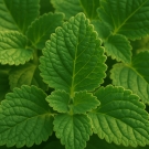Feuilles de patchouli vert intense, note de cœur boisée du parfum de la bougie Pygmalion