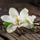 Fleur de vanille blanche et gousses, note suave de la bougie parfumée Insolence