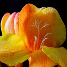 Fleur de freesia orangée, note florale lumineuse de la bougie parfumée Harem