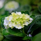 Fleur de gardénia blanc-crème, note florale élégante des recharges de bougies parfumées de luxe