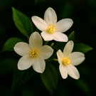 Fleurs de jasmin blanc lumineuses, note florale fraîche utilisée en parfumerie
