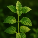 Feuilles de patchouli, note boisée de la bougie parfumée Harem