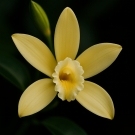 Fleur de vanille jaune pâle utilisée comme note parfumée dans les bougies de luxe Lorenza Di Filippo