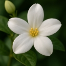 Fleur de jasmin blanc aux pétales délicats, utilisée comme note florale lumineuse dans la bougie parfumée Vanilla Sky