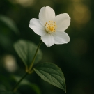 Fleur de jasmin blanche délicate utilisée comme note florale raffinée dans la bougie L’Île aux Parfums