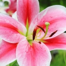 Gros plan d’un lys rose lumineux utilisé comme note florale dans la bougie L’Île aux Parfums