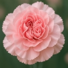 Œillet rose délicat, note florale de la recharge de bougie parfumée L’Île aux Parfums