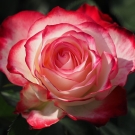 Rose bicolore rose et blanche en gros plan, apportant une touche florale élégante à la bougie L’Île aux Parfums