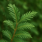 Branche de cèdre aux aiguilles vertes, utilisée comme note boisée dans la recharge de bougie parfumée Madame Butterfly