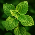 Feuilles fraîches de patchouli vert, utilisées comme note boisée et aromatique dans la bougie L’Orientale Épicée