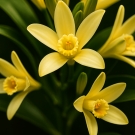 Fleur de vanille jaune utilisée comme note florale douce dans la recharge de bougie parfumée L’Orientale Épicée