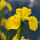 Fleur d’iris jaune illustrant la note de cœur de la recharge de bougie La Pompadour