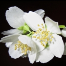 Fleur de jasmin blanc, note de cœur emblématique de la recharge de bougie La Pompadour