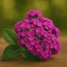 Fleurs d’héliotrope violettes illustrant la note de fond de la recharge de bougie La Pompadour