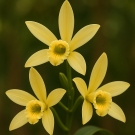 Fleurs de vanillier jaunes illustrant la note de fond de la recharge de bougie La Pompadour