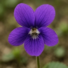 Fleur de violette illustrant la note de tête de la recharge de bougie La Pompadour