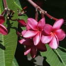 Fleurs de jasmin rose illustrant la note de cœur de la recharge de bougie parfumée La Pompadour
