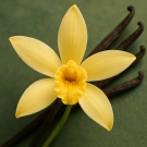 Fleur de vanille jaune et gousses de vanille illustrant la note de cœur de la recharge de la bougie Havana