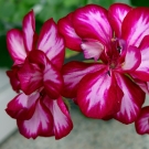 Fleurs de géranium aux pétales rouges et blancs illustrant la note de cœur de la recharge de bougie Havana